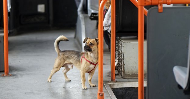 Do serca przytul psa, weź na kolana kota…