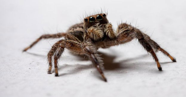 Duże pająki - ptaszniki zostawił na klatce schodowej były najemca