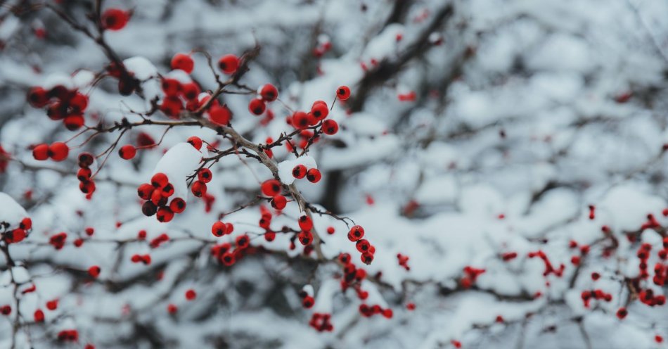 zdjęcie: W poniedziałek pogodnie i mroźno, w nocy siarczysty mróz / pixabay/1710355