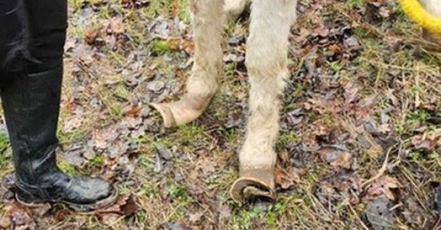 Odpowie za znęcanie się nad kucem