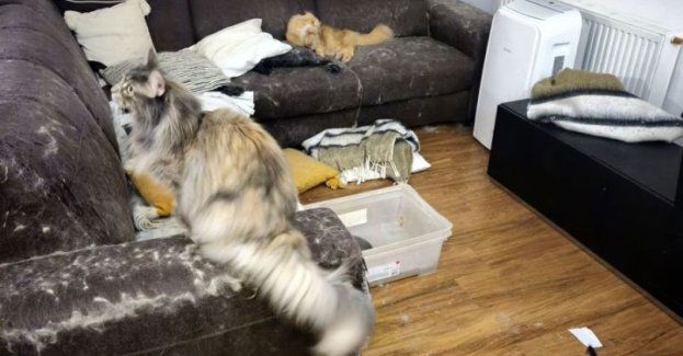 Kolejne zwierzęta uratowane - 16 kotów odebranych z dramatycznych warunków