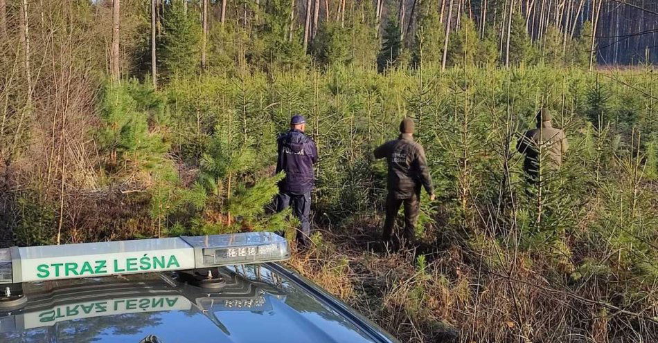 zdjęcie: Akcja Choinka 25: policja i straż leśna patrolują lasy przed świętami / fot. KMP w Piekarach Śląskich