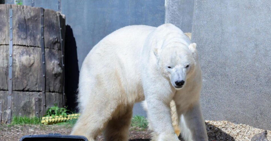 zdjęcie: Warszawskie misie polarne będą miały większy wybieg i na dodatek basen / fot. PAP