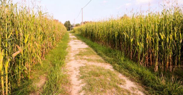 Tragiczny finał piątkowego lotu paralotnią