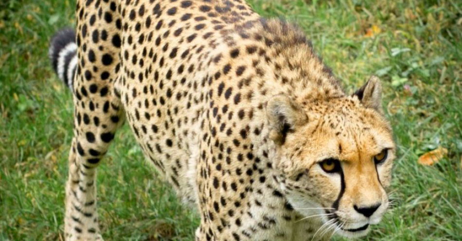 zdjęcie: Gepardzica Lava z Warszawskiego ZOO zwierzakiem listopada! / fot. nadesłane