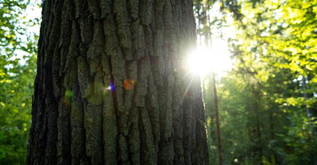 Trwają konsultacje w sprawie utworzenia rezerwatu Park Repecki w Tarnowskich Górach