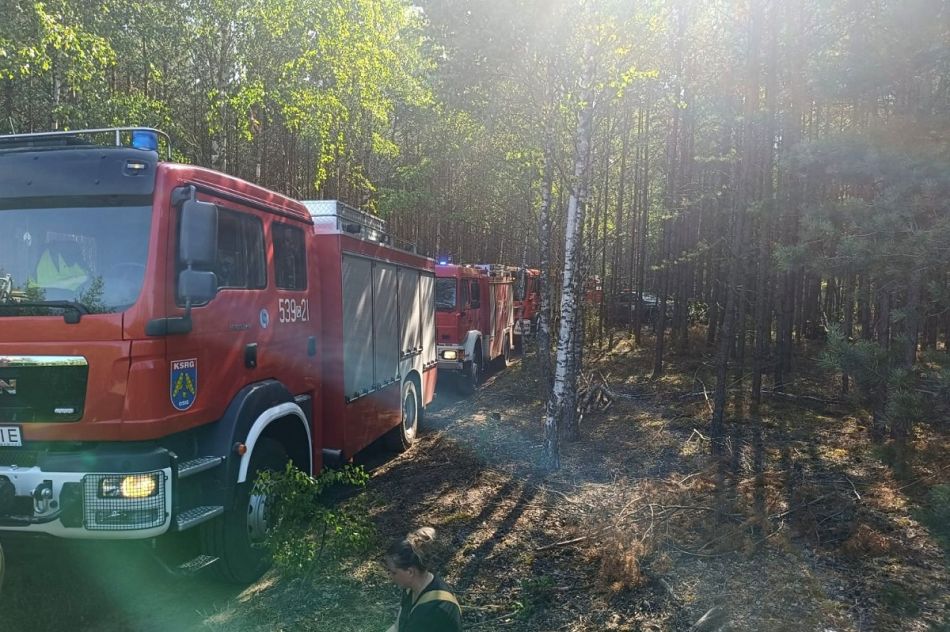 zdjęcie: Policjanci ustalili sprawców pożaru lasu w Grupie / fot. KPP w Świeciu