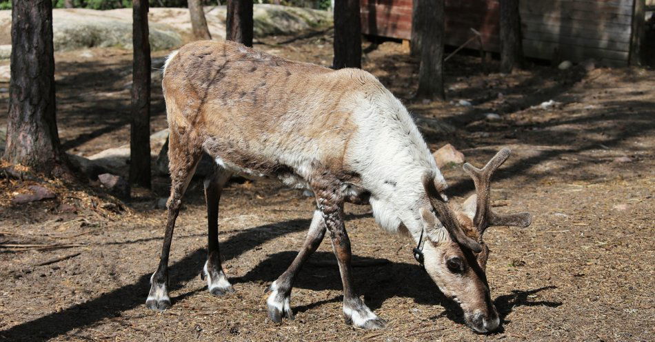 zdjęcie: W zoo zamieszkała samica renifera fińskiego, podgatunku zagrożonego wyginięciem / pixabay/7255727