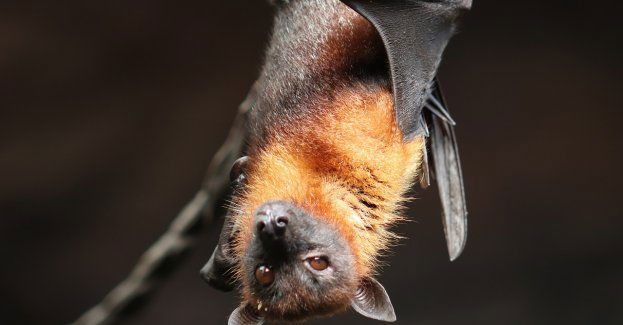 W Iławie wykryto przypadek wścieklizny u nietoperza