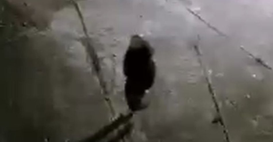 zdjęcie: Policja publikuje wizerunek podejrzanego o podpalenie śmietników / fot. KPP w Dzierżonowie