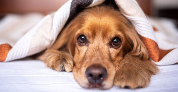 Były senator Waldemar Bonkowski znów na ławie oskarżonych w sprawie znęcania się nad psem