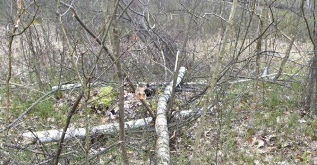 Wypadek przy wycince drzewa w lesie