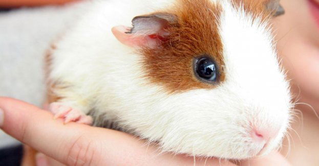 Dwie świnki morskie zgubiły się Ogrodzie Saskim