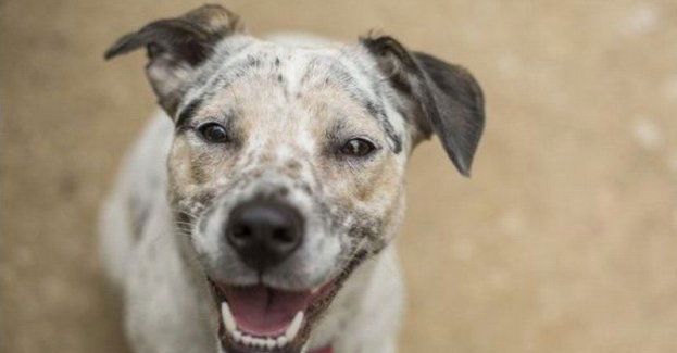 Pies to nie tylko przyjaciel, ale też istota, za którą ponosimy odpowiedzialność