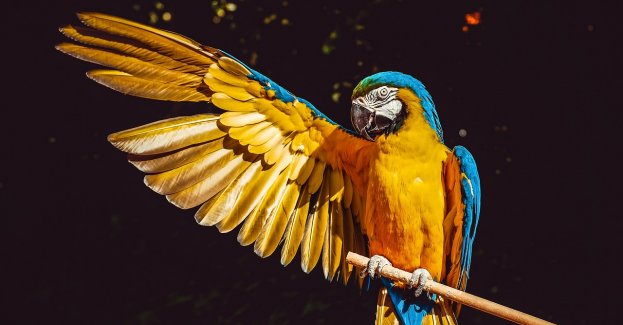 Celnicy udaremnili przemyt chronionych gatunków zwierząt na wschodniej granicy