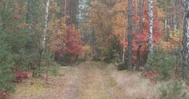 Planując wyjazd do lasu na grzyby, pamiętaj o parkowaniu auta tylko w wyznaczonych miejscach, ułatwi to później odnalezienie samochodu