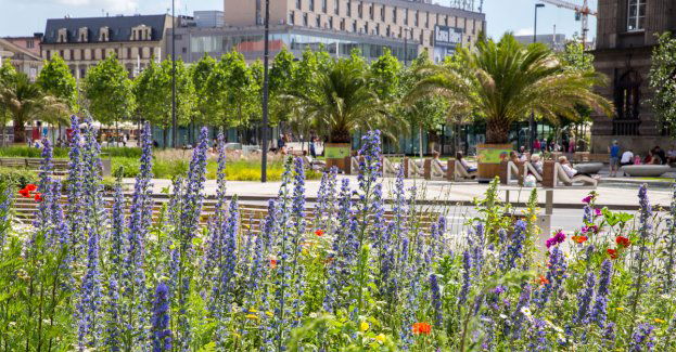 Rzadsze koszenie traw z korzyścią dla klimatu