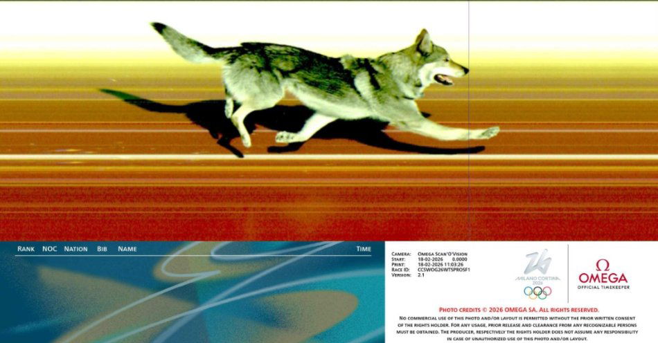 zdjęcie: Igrzyska olimpijskie pełne technicznych nowinek. Przekonał się o tym nawet pies, który finiszował na mecie biegu narciarskiego / fot. nadesłane