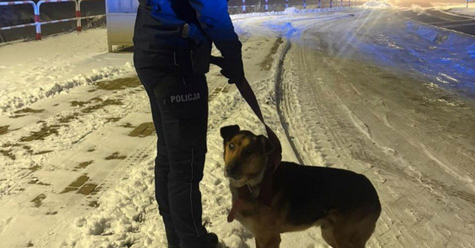 zdjęcie: Policjanci uratowali porzuconego niewidomego psa koło Opalenicy / fot. KPP Nowy Tomyśl