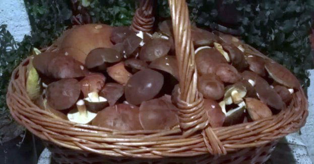 A gdyby na grzyby …