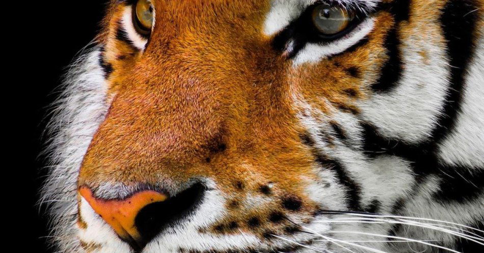 zdjęcie: Nie żyje tygrys z poznańskiego zoo / pixabay/2923186