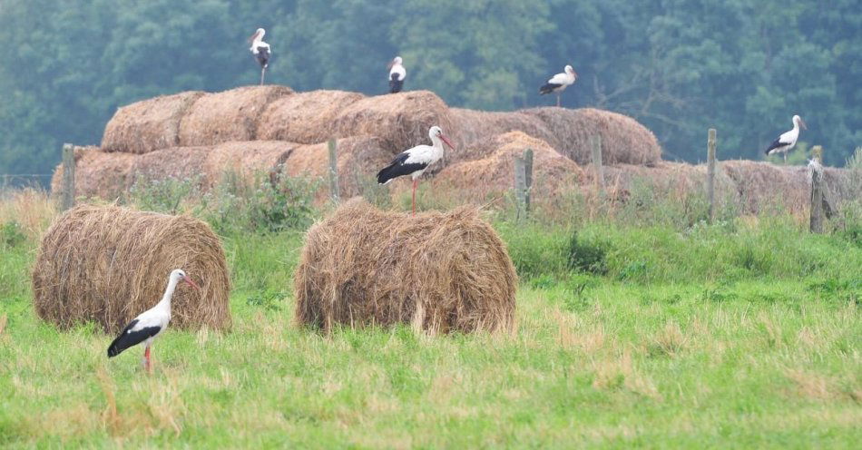 zdjęcie: Bociany odlatują wcześniej niż zwykle / fot. PAP