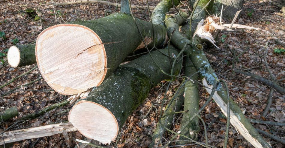 zdjęcie: Sprawcy kradzieży piły zatrzymani przez policjantów z ogniwa patrolowo-interwencyjnego / v7422981