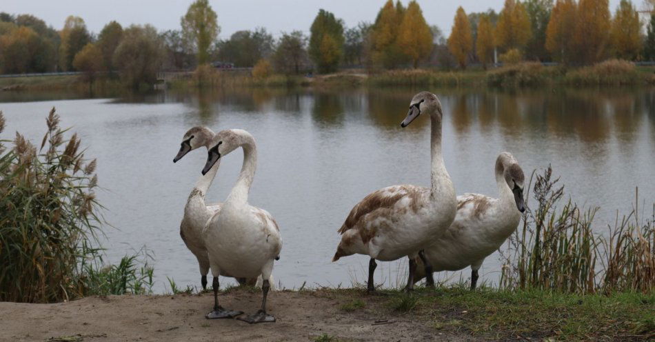 zdjęcie: Koniec zagrożenia ptasią grypą / v57314659