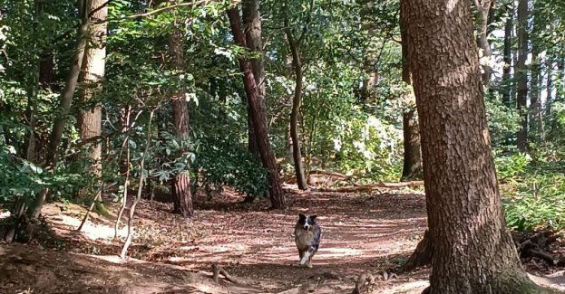 Fantazjowanie o domu