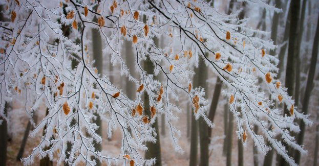 W części regionu ściśnie mocny mróz; WCZK wydało ostrzeżenie