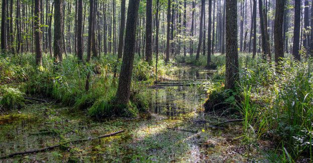 W Białowieskim Parku Narodowym znaleziono zwłoki, prawdopodobnie migranta