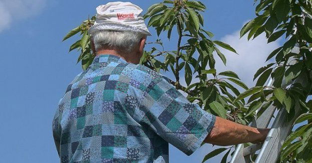 Najpierw przymrozki, potem gradobicie; niektórym nie wystarczy owoców nawet na ciasto
