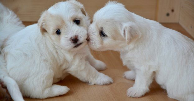Utopił szczeniaki w szambie