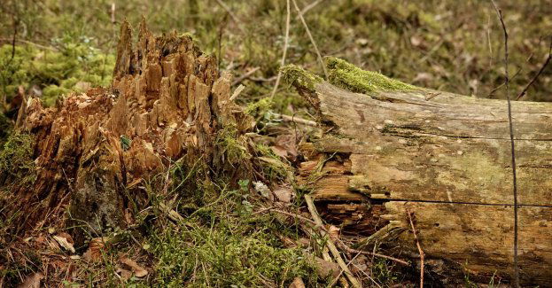 Powalone drzewa, nadłamane konary - strażacy 16 razy interweniowali w związku z pogodą