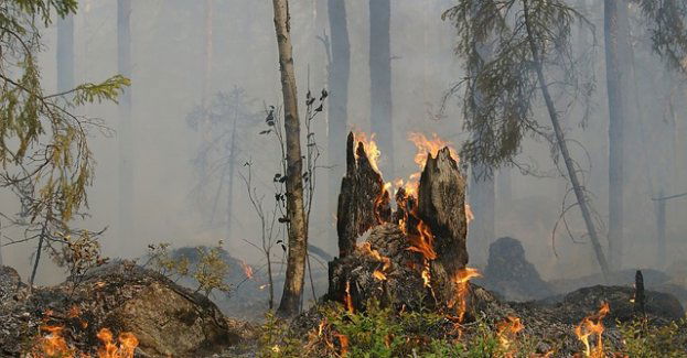 Monitorujemy pożary po białoruskiej stronie granicy