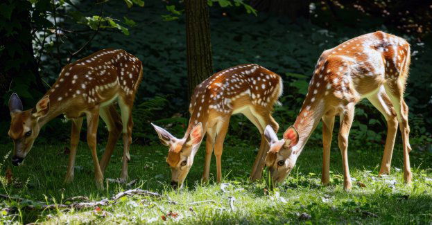 Trzy daniele urodziły się w gołuchowskiej Pokazowej Zagrodzie Zwierząt