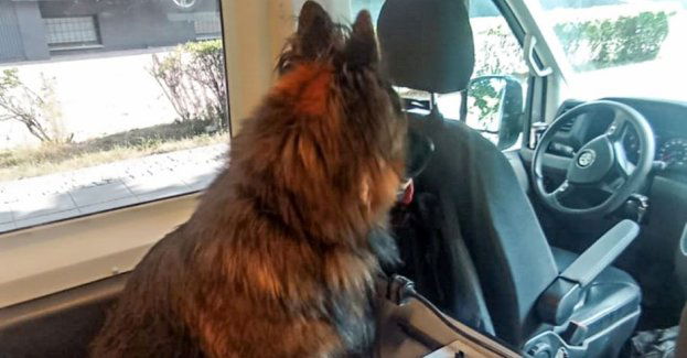 Pies w rozgrzanym aucie. Zareagował świadek, pomogły policjantki