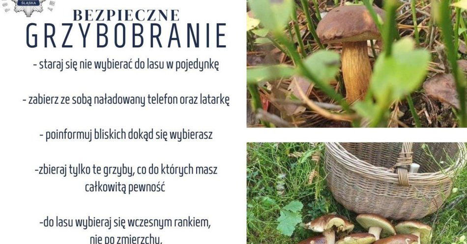 zdjęcie: Wybierasz się na grzyby? Nie zapominaj o podstawowych zasadach bezpiecznej wyprawy do lasu / fot. KPP w Ciechanowie