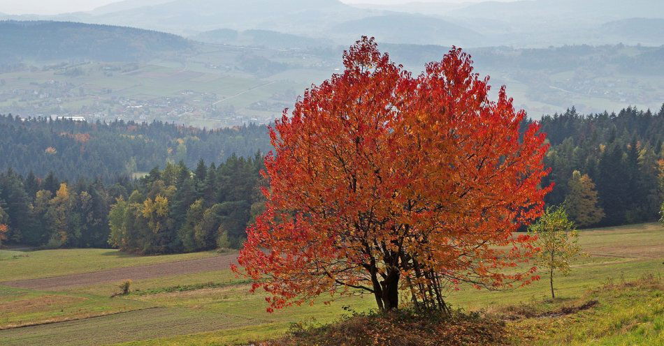 zdjęcie: Koncert Pod Wieżą pełen wrażeń, nie tylko muzycznych / pixabay/1126592