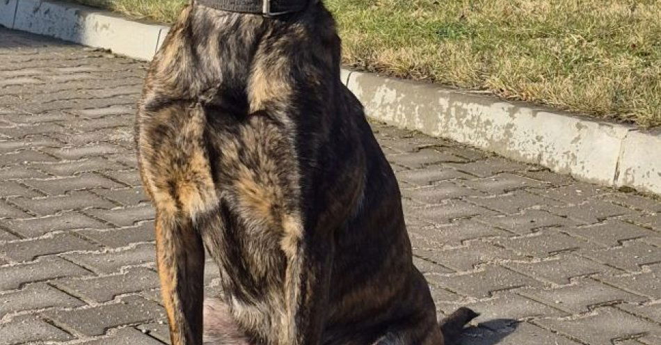 zdjęcie: Fiona nowym psem służbowym Komendy w Pyrzycach / fot. KPP w Pyrzycach