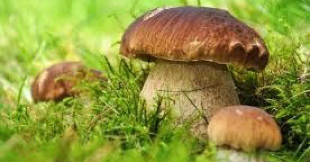 Rozpoczął się sezon grzybowy, pamiętajcie o kilku zasadach