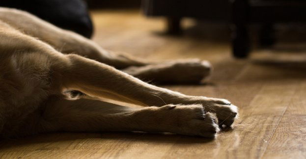 25-latka odpowie za znęcanie się nad psem