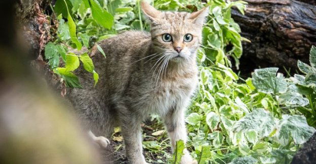 Nowy drapieżnik w mieście