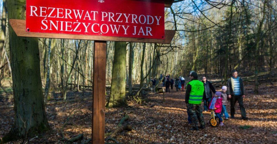 zdjęcie: W Śnieżycowym Jarze poszukują zwiastunów wiosny; rezerwat jest otwarty w ten weekend / fot. PAP