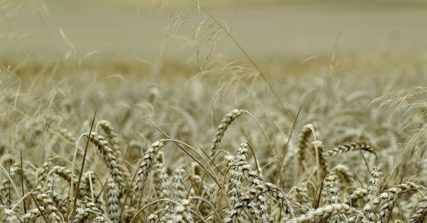 Dożynki w parku Wilsona