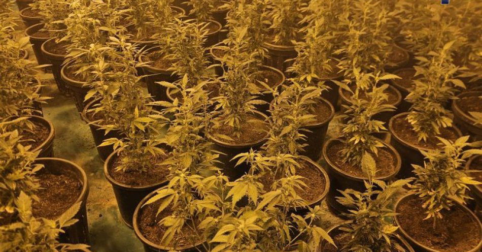 zdjęcie: Kamienna Góra: policja zlikwidowała narkotyki warte ponad milion / fot. KPP w Kamiennej Górze