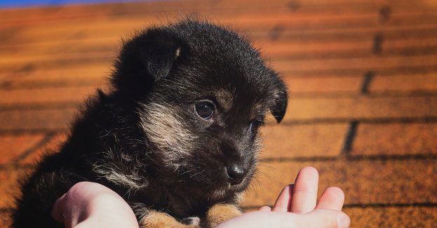 Schronisko apeluje o pomoc w ustaleniu sprawcy pobicia czterech szczeniaków; dwa zmarły