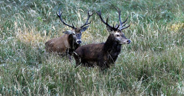 W roztoczańskich lasach słychać rykowisko; jelenie zaczęły randkować