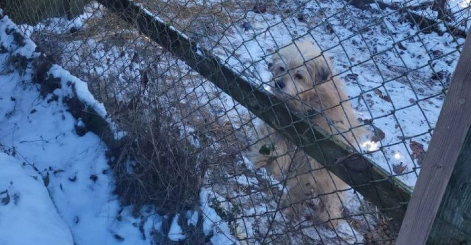 zdjęcie: Skrajnie rażąco zaniedbała psy. Teraz za to odpowie / fot. KWP w Bydgoszczy