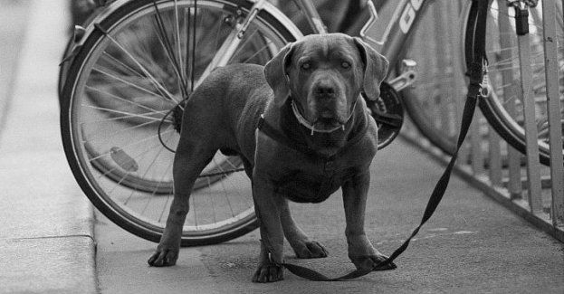 Policjanci zaopiekowali się wychłodzonym psem, który był przywiązany przed sklepem